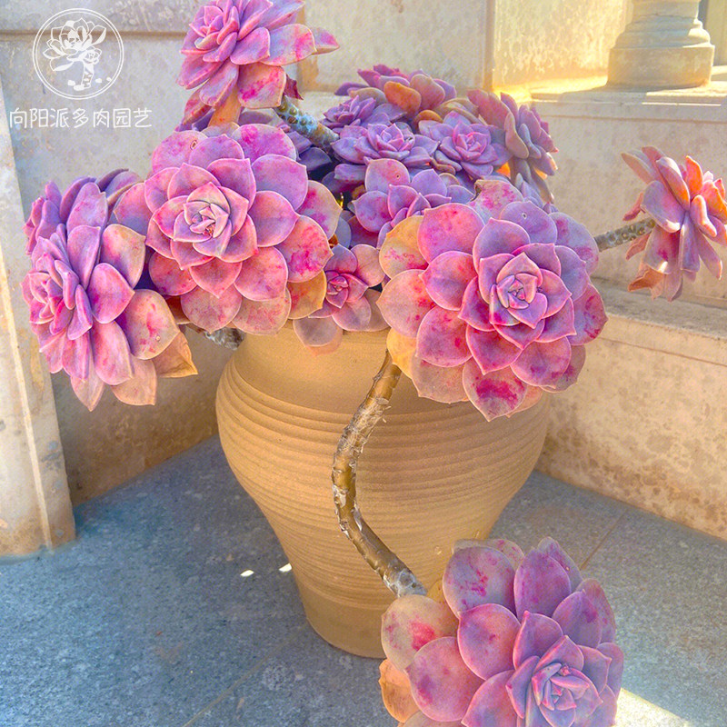 紫乐易度夏好养老桩悬崖一物一拍