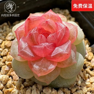 云南精品糖心珍妮多肉植物一物一拍状态好养血斑暗纹胖体肥嘟嘟