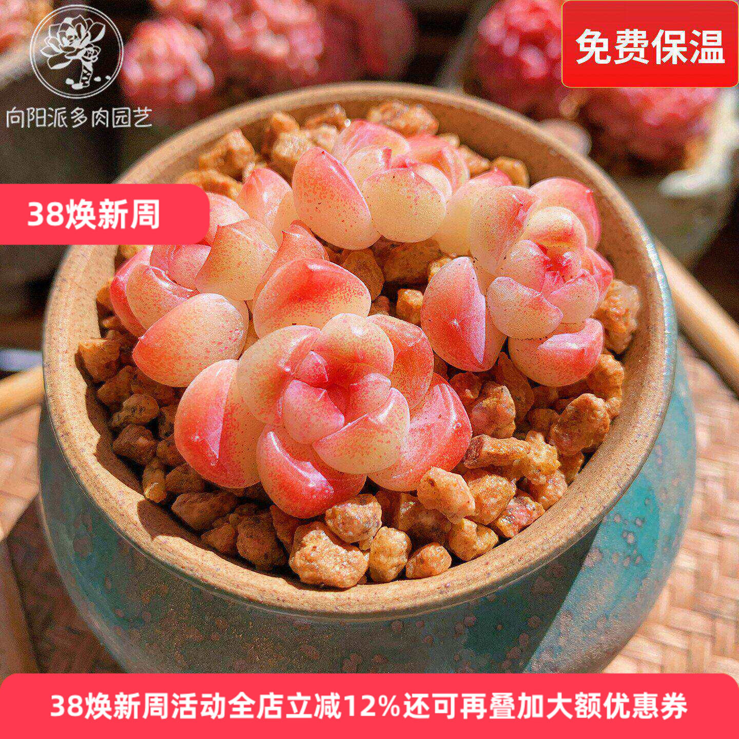 云南精品明镜多肉植物一物一拍小老桩群糖心透亮油腻包子肥向阳派