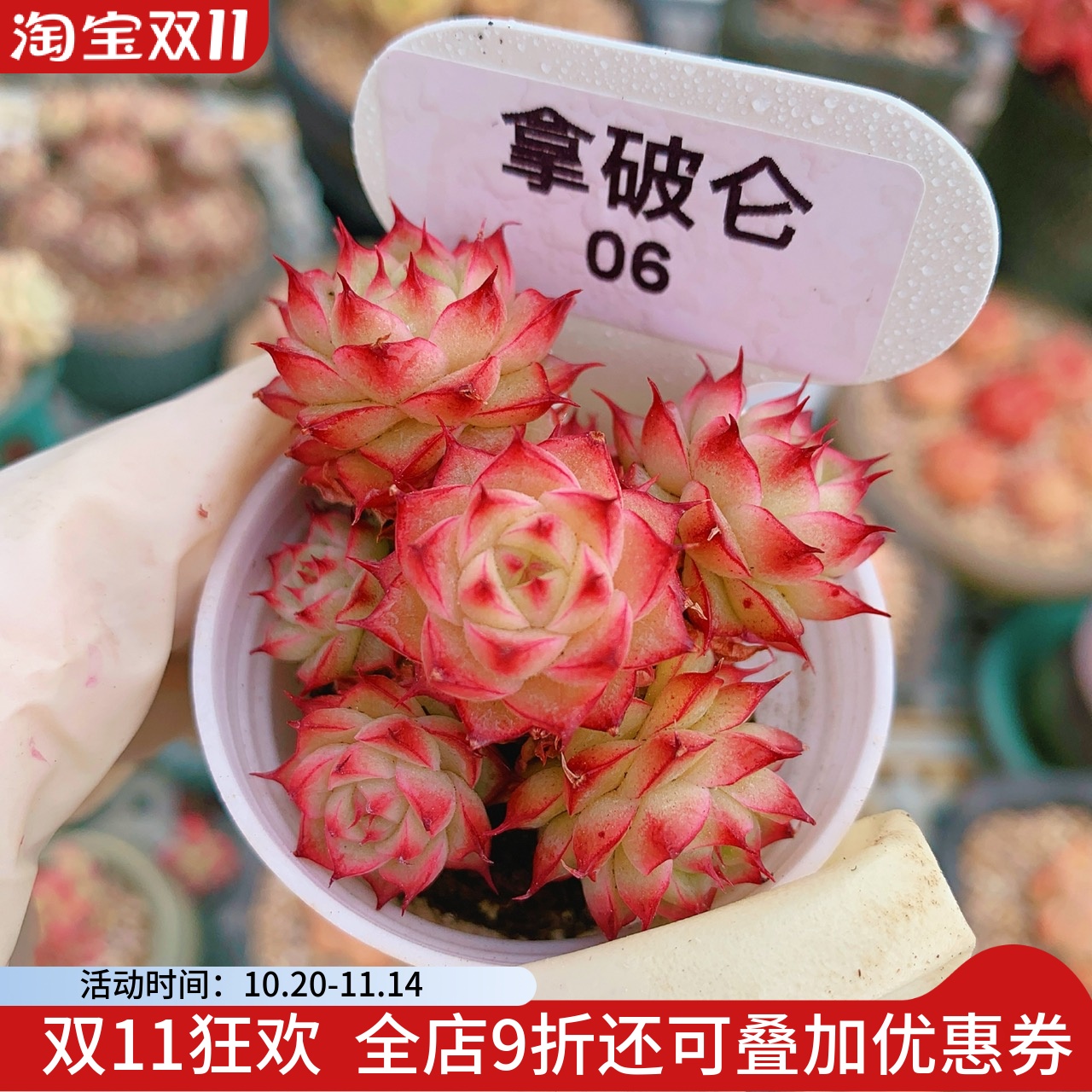 精品小萌肉拿破仑玫瑰多肉植物一物一拍老桩多头群生向阳派