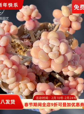 一物一拍洛可可鱼子酱大群精品贵货多肉植物老桩花卉直播向阳派