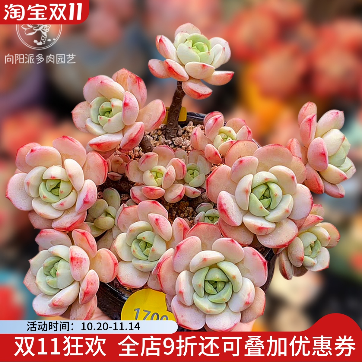 香草比斯有香味多肉植物热门贵货包邮一物一拍小老桩向阳派