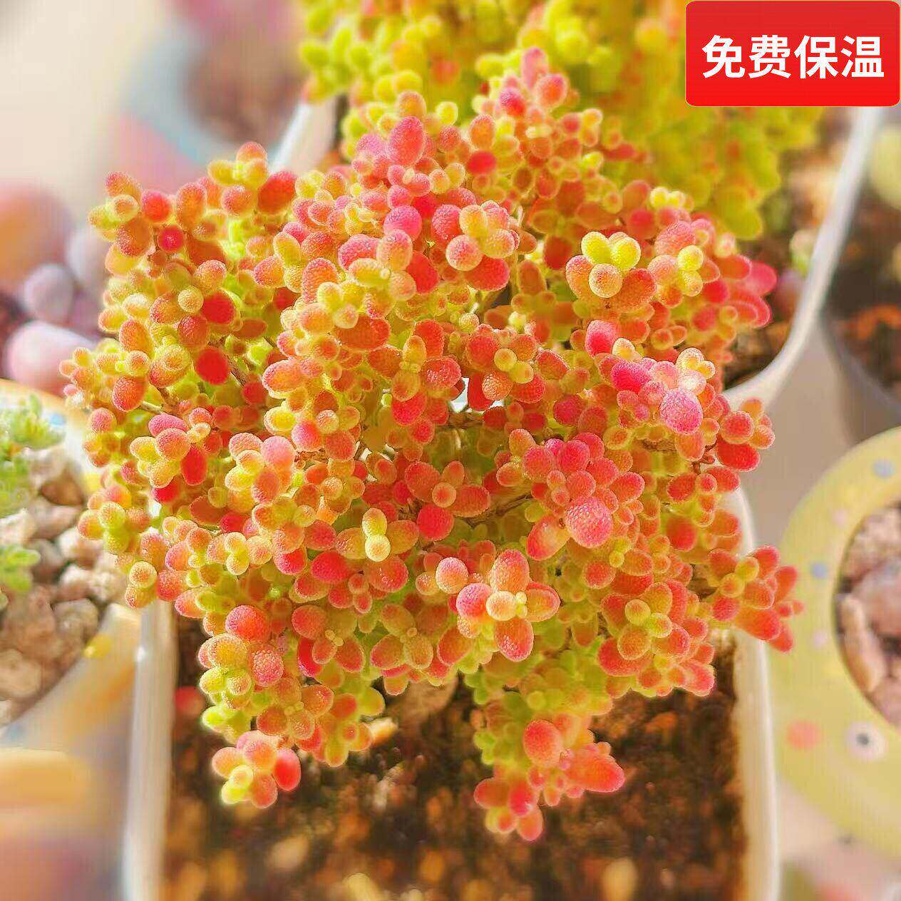 蜜橘糖球一物一拍番杏科多肉植物树状小型群生老桩向阳派多肉园艺