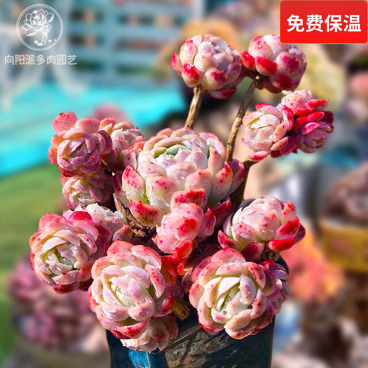 双子贝瑞奶油香水贝瑞月影系冰边多肉植物一物一拍直播老桩向阳派