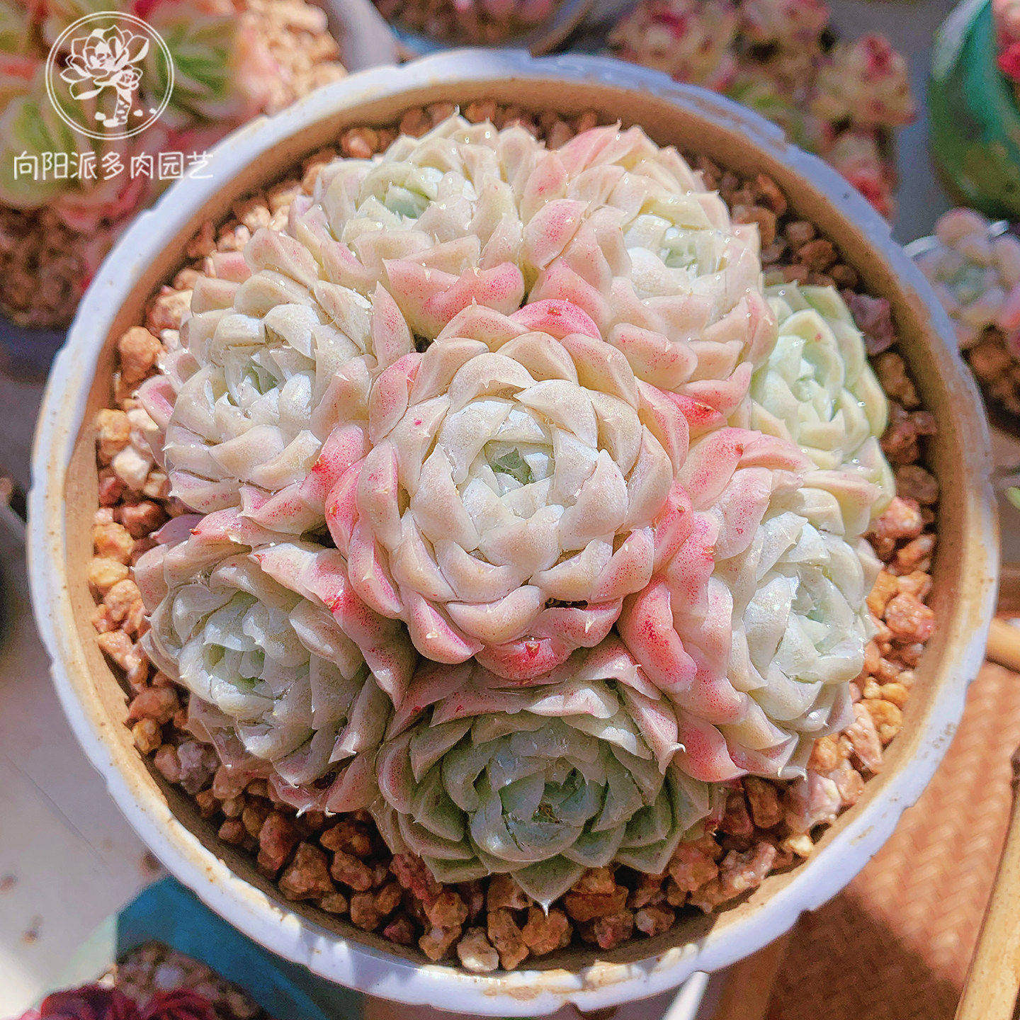 云南精品白月影多肉植物一物一拍基地直发粉色小包子好养向阳派