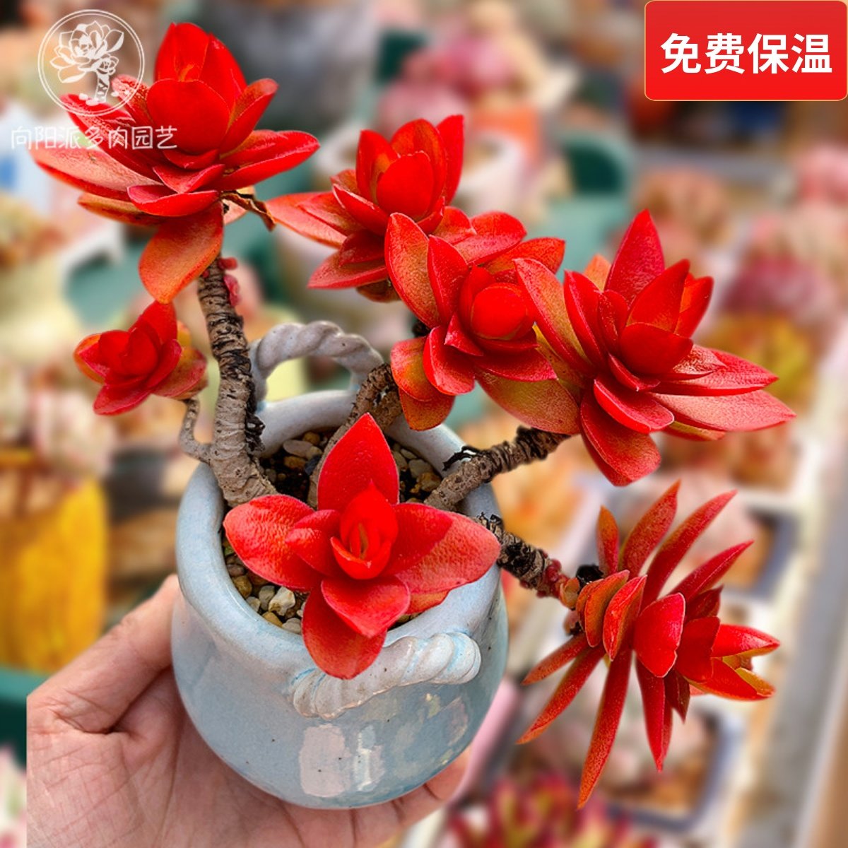 火祭红色多肉植物一物一拍包邮老桩群生向阳派多肉园艺花卉
