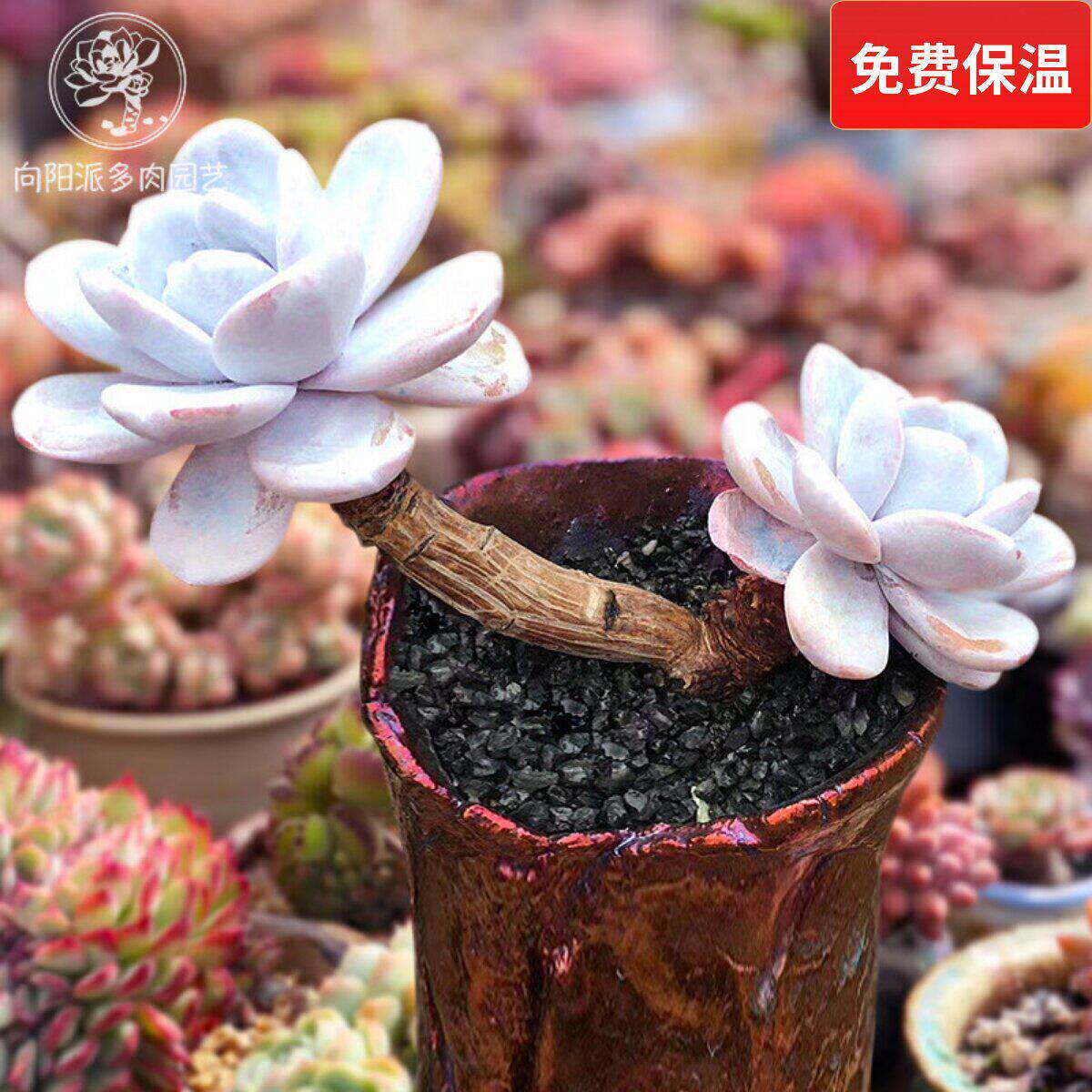 雪莲精品贵货一物一拍仙气飘飘多肉植物实拍趣味花卉向阳派园艺