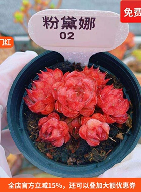 云南精品粉黛娜红色多肉植物一物一拍小萌肉带盆栽好老桩向阳派