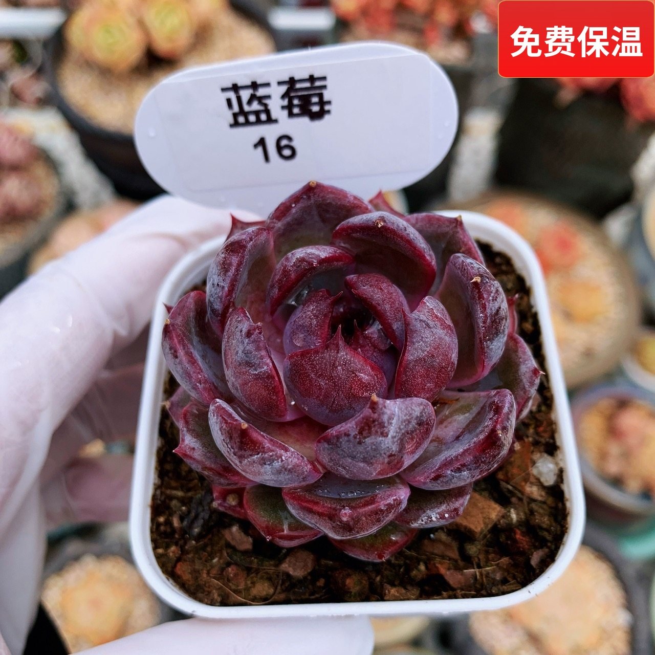 云南精品蓝莓暗黑多肉黑橙子脏脏墨玉一物一拍圆肥嘟嘟向阳派