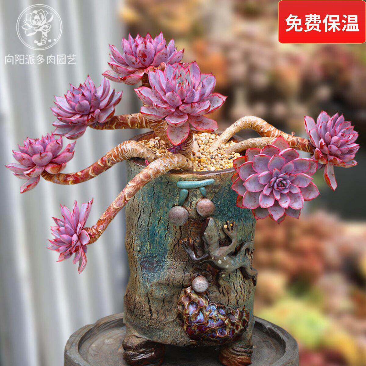 赫拉多肉植物三仙晚霞杂莲座一物一拍阳台绿植花卉盆栽向阳派园艺