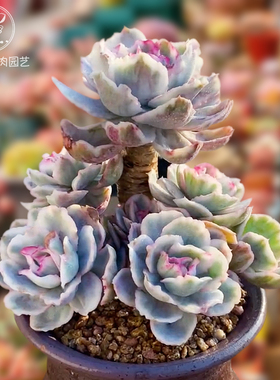 一物一拍伯克利锦高端精品贵货多肉植物老桩花卉绿植直播向阳派