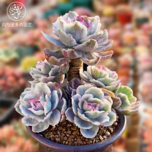 一物一拍伯克利锦高端精品贵货多肉植物老桩花卉绿植直播向阳派