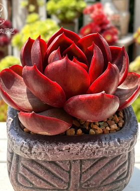 云南精品红灯多肉植物一物一拍老桩单头红色好养好度夏带盆栽好