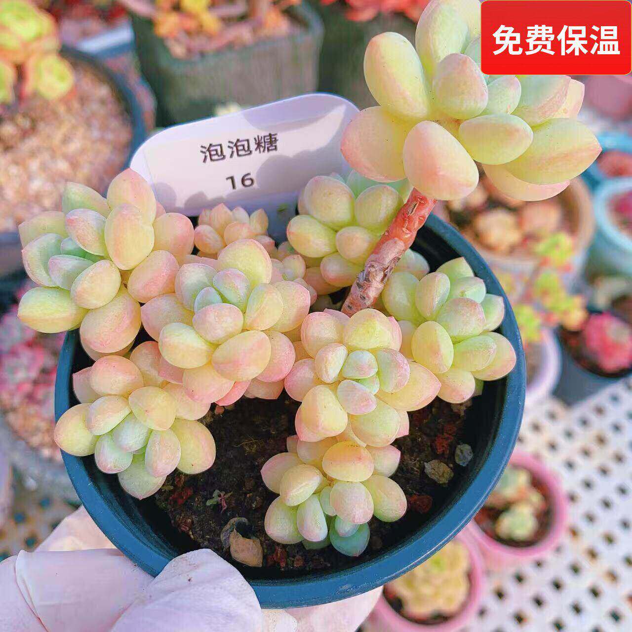 云南精品泡泡糖多肉植物一物一拍造型小老桩圆滚滚肥嘟嘟好养护