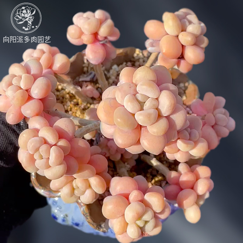 一物一拍洛可可鱼子酱大群精品贵货多肉植物老桩花卉直播向阳派