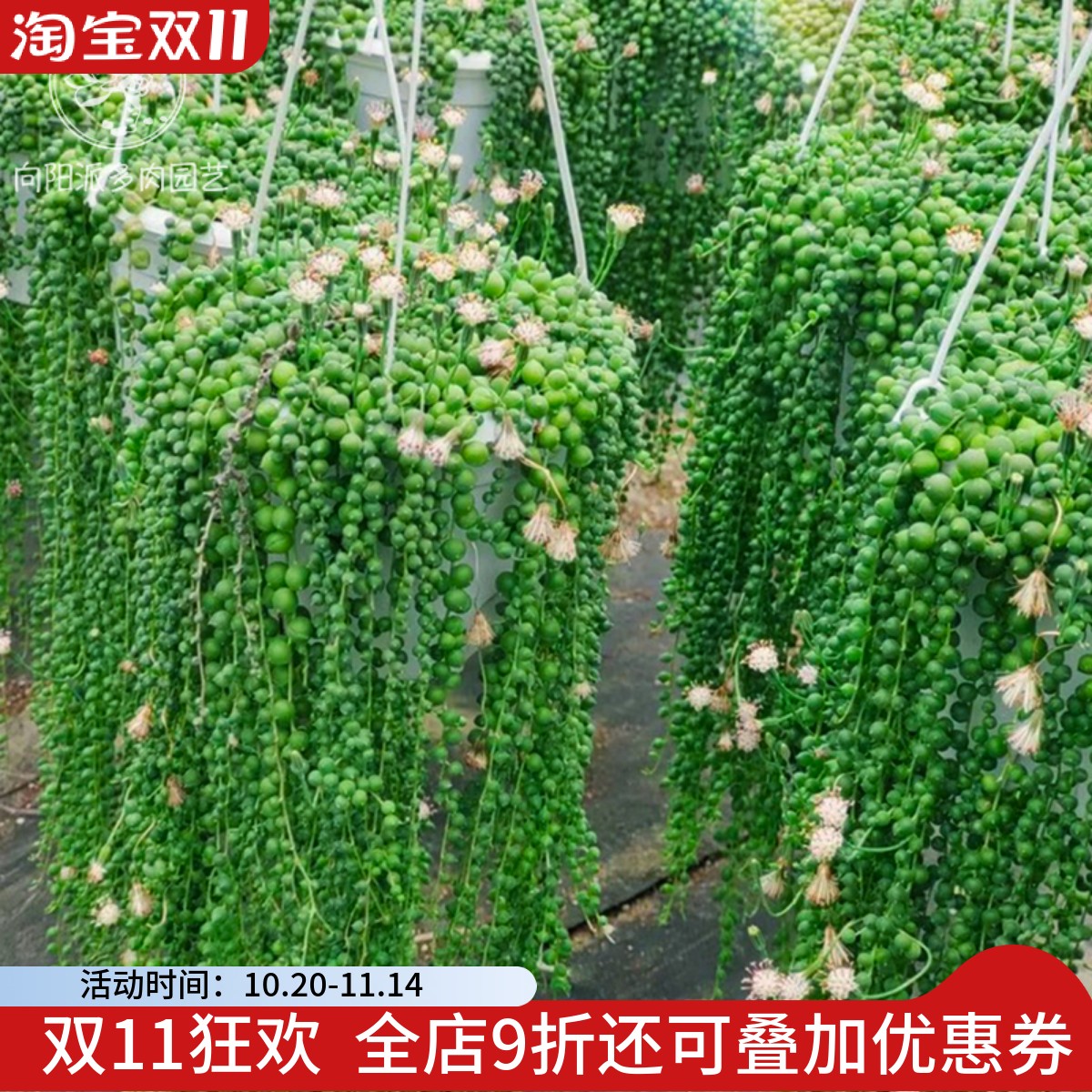 佛珠情人泪一物一拍吊兰盆栽带盆栽好垂吊珠帘菊科多肉植物向阳派