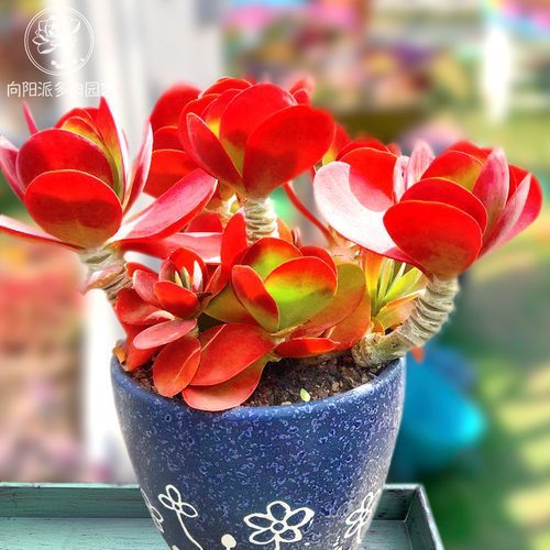 唐印红色群生多肉植物好养美观