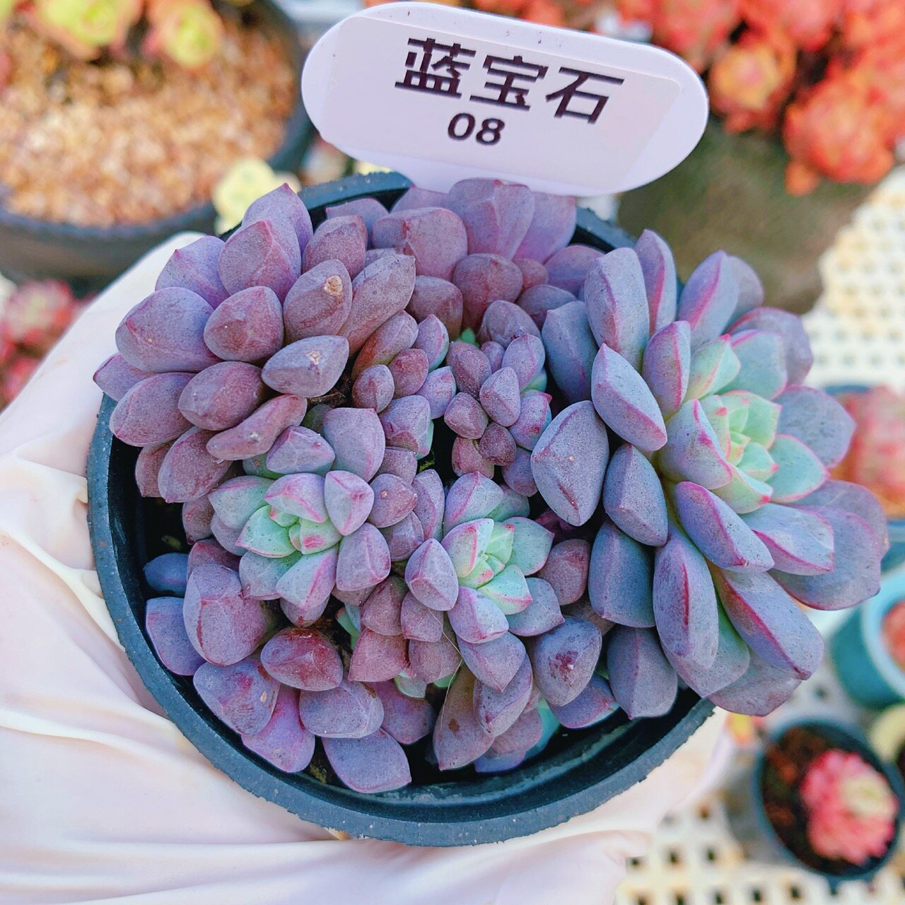 云南精品蓝宝石多肉植物一物一拍老桩易养护爱爆头向阳派