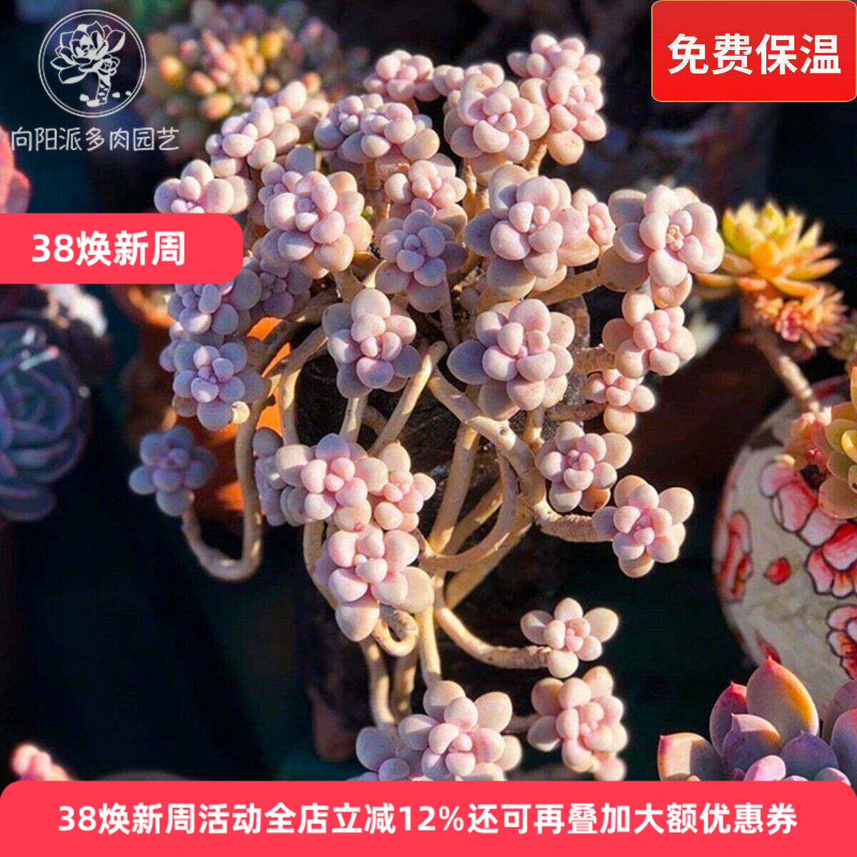 艾伦悬崖老桩群生多肉植物一物一拍风车草花卉盆栽向阳派多肉园艺