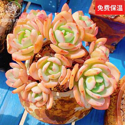 云南精品白月光老桩好养多肉植物一物一拍易长芽阳台花卉向阳派