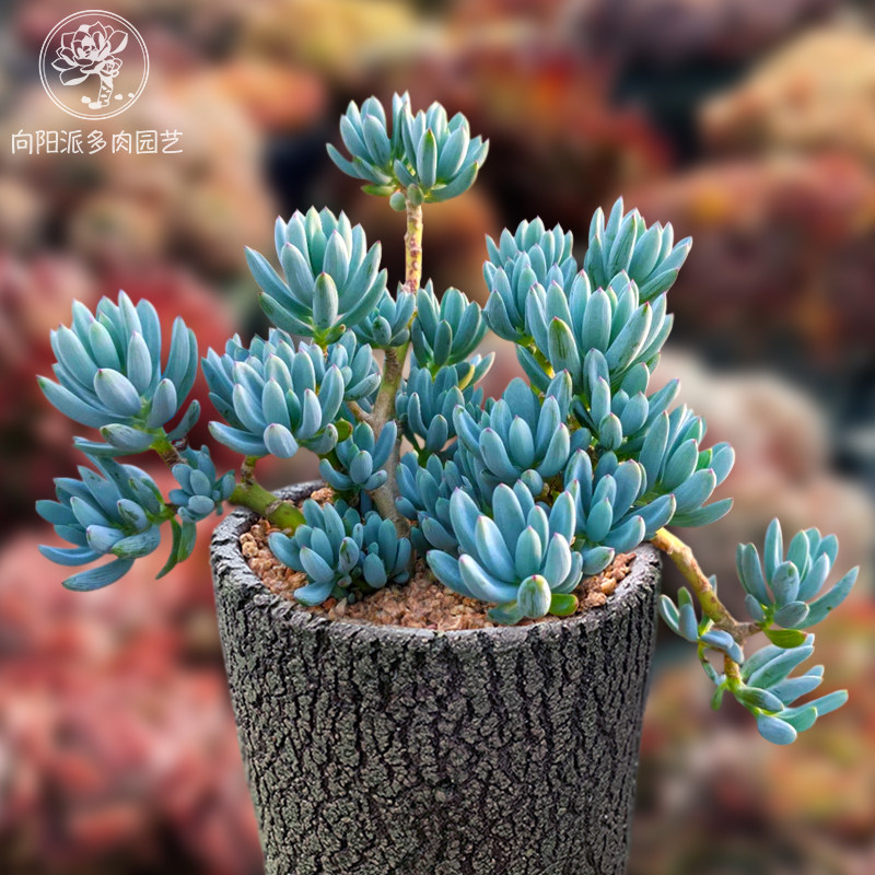 蓝松一物一拍精品稀有天蓝色芳香多肉植物好养度夏老桩花卉向阳派