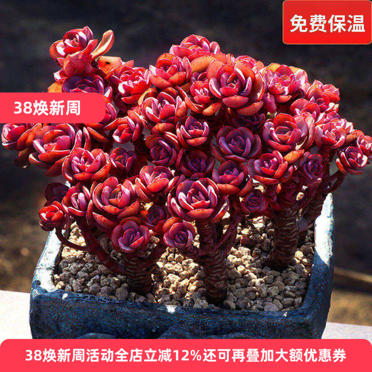 小叶秀妍研多肉植物一物一拍红色大株造型老桩包邮盆栽向阳派园艺