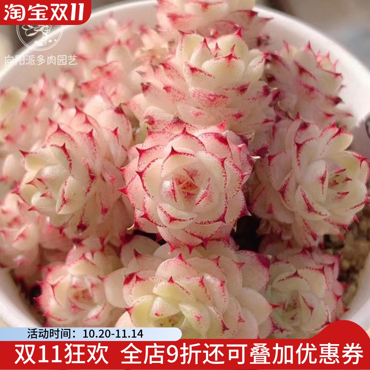 贵货韩版麦秆多肉植物阳台好养