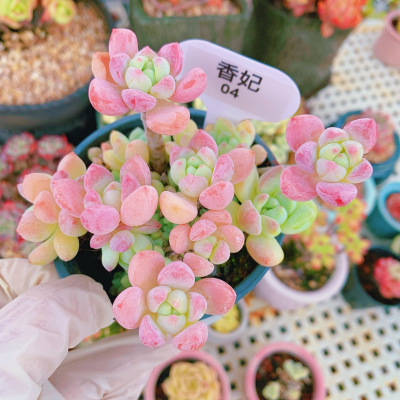 精品香妃多肉植物一物一拍
