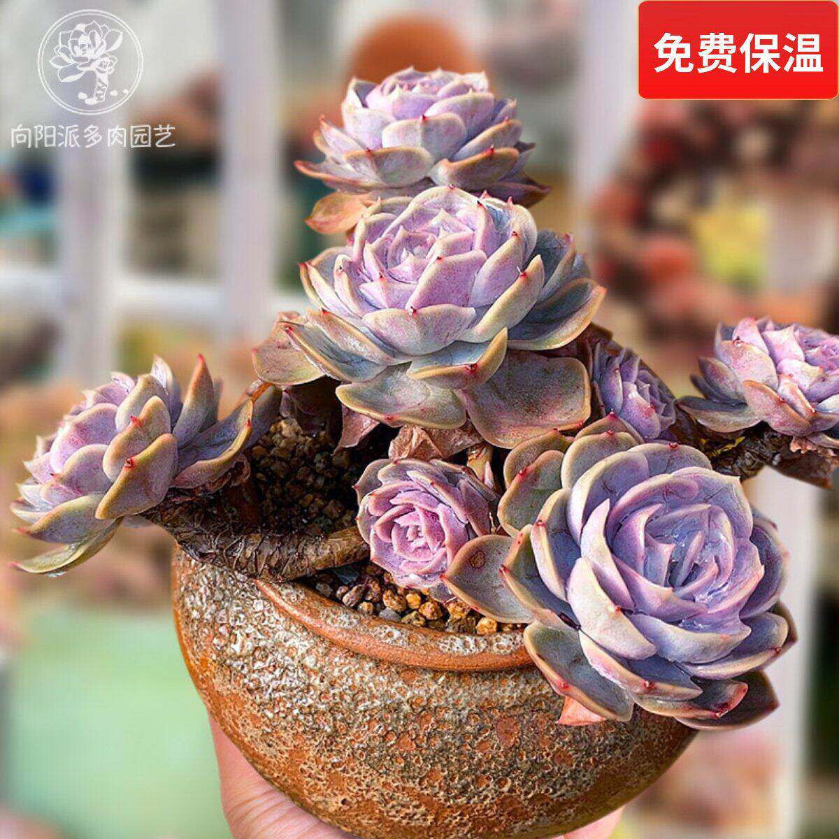 蓝色惊喜一物一拍多肉植物多头群生窗台阳台趣味花卉向阳派园艺