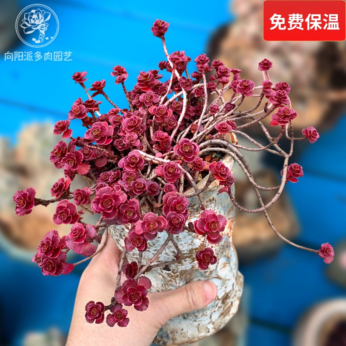 圆叶小球玫瑰一物一拍群生多肉植物盆栽老桩护盆草向阳派花卉园艺