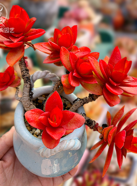 火祭红色多肉植物一物一拍包邮老桩群生向阳派多肉园艺花卉