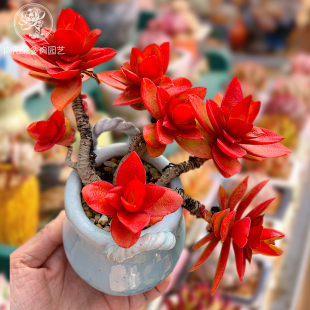 火祭红色多肉植物一物一拍 老桩群生向阳派多肉园艺花卉 包邮
