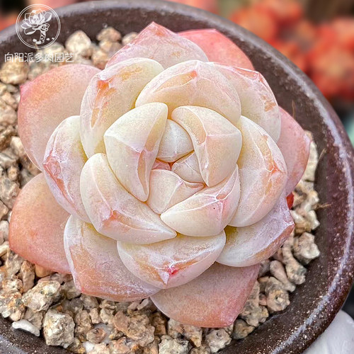 精品樱花暗纹冰玉一物一拍