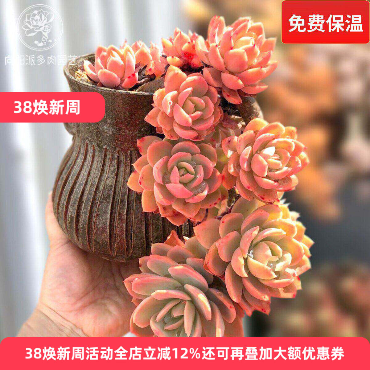 丝绸面纱红鹤趣味多肉植物老桩群生一物一拍悬崖桩向阳派多肉园艺