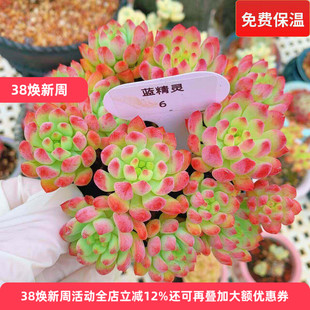 云南精品蓝精灵蓝苹果多肉植物一物一拍老桩大群好养护度夏向阳派