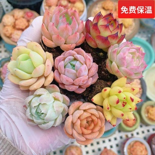 云南精品杂交小萌肉虎鲸白月影恋曲粉水晶一物一拍好养护向阳派