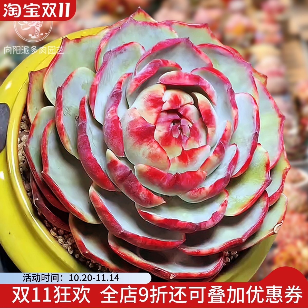 妖艳血红惊鸿仙子多肉植物