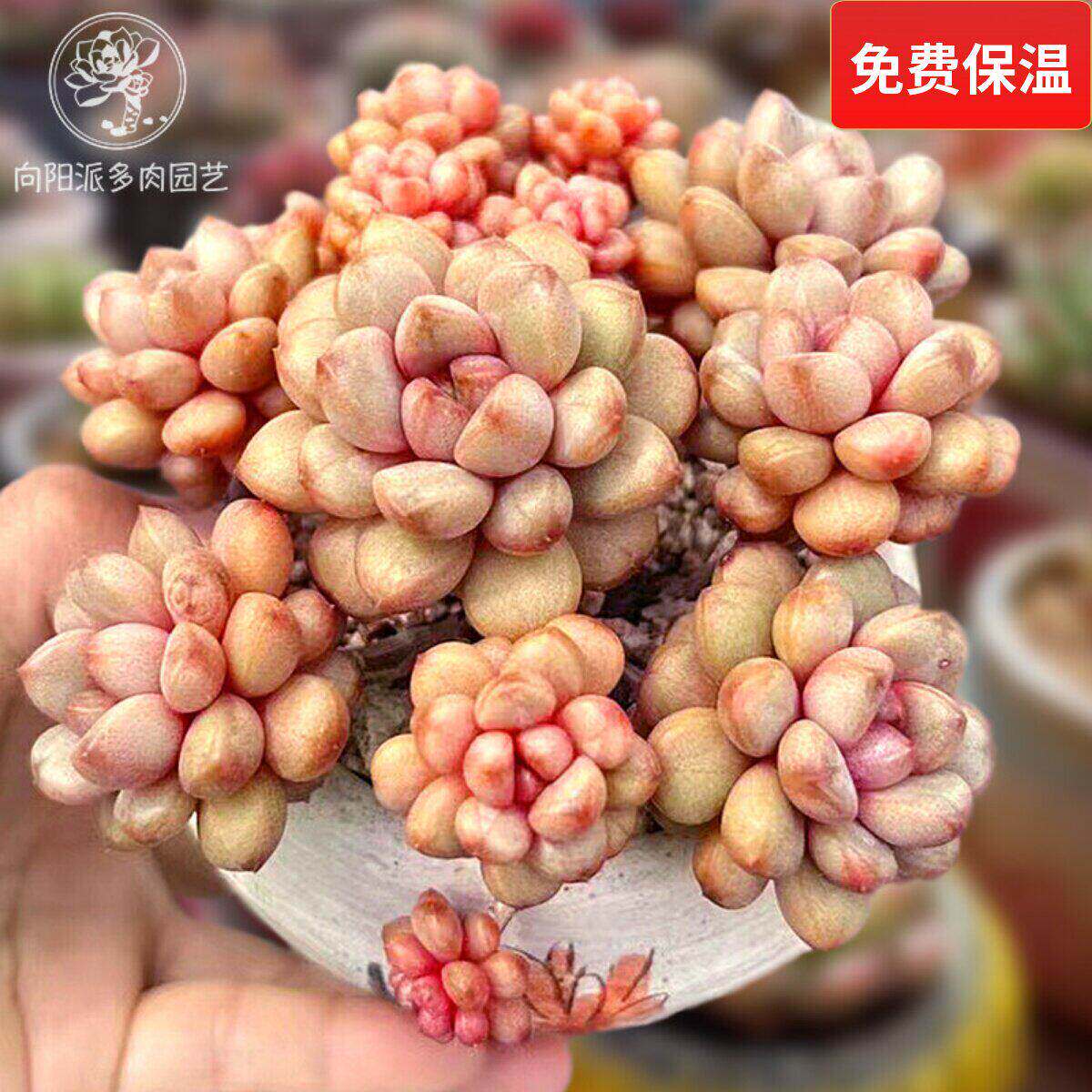 葡萄稀有多头一物一拍好养好度夏老桩精养暗纹多肉植物盆栽向阳派