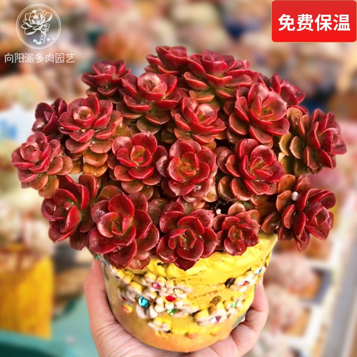 巧克力方砖多肉植物一物一拍老桩群生窗台阳台绿植花卉向阳派园艺