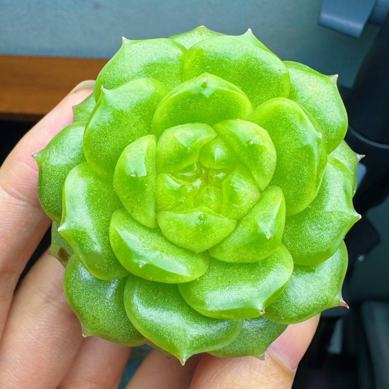 灯泡珍妮多肉植物透亮油腻帝王绿