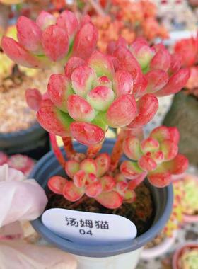 云南精品汤姆猫多肉植物一物一拍老桩红色好养护肥嘟嘟向阳派