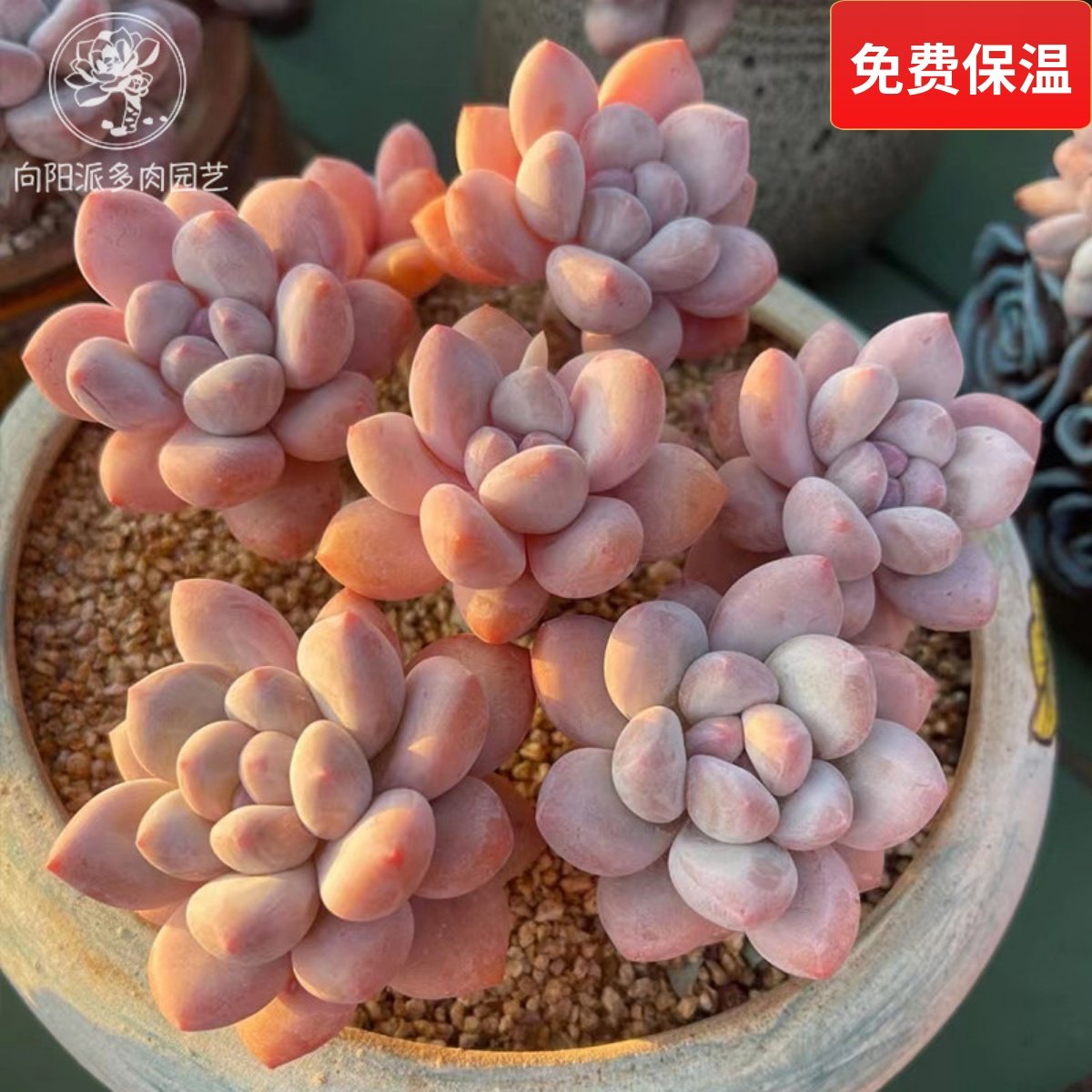 网红香水韩国精品贵货皮实多肉植物一物一拍小老桩肥嘟嘟向阳派