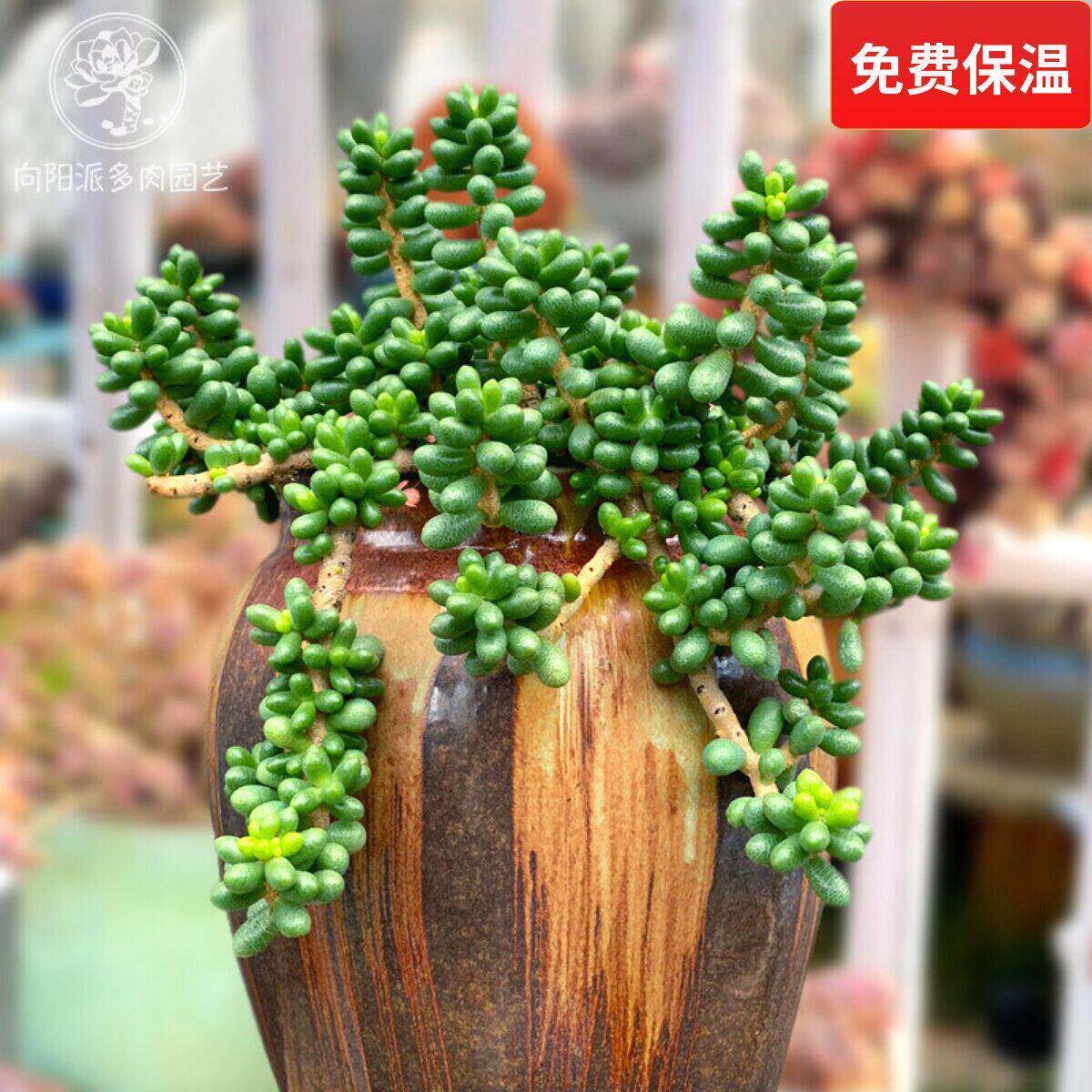 绿龟之卵龟蛋多肉植物一物一拍群生多头绿植花卉向阳派园艺