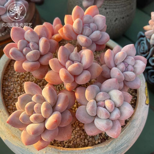 网红香水韩国精品贵货皮实多肉植物一物一拍小老桩肥嘟嘟向阳派