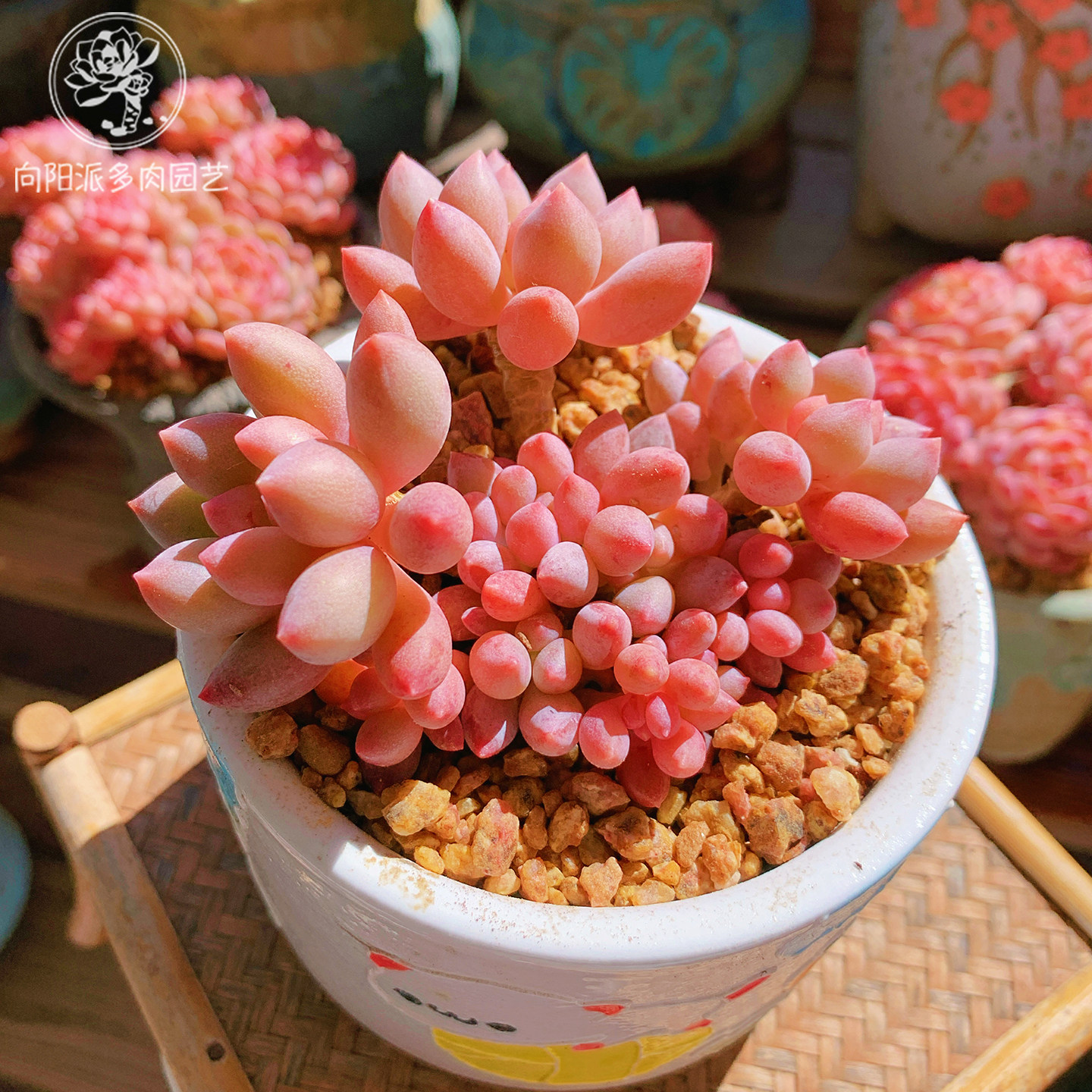 云南精品桃花奶多肉植物一物一拍美人血斑肥嘟嘟胖小老桩向阳派