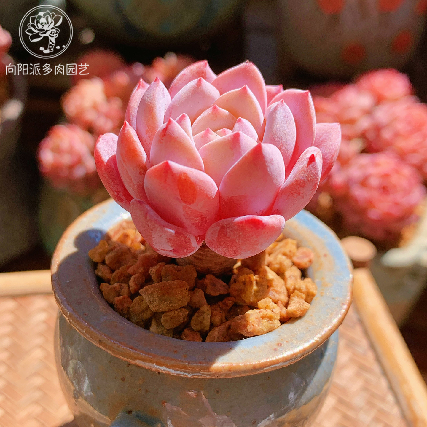 云南精品拉菲血斑厚粉小老桩多肉植物一物一拍带盆栽好状态好养