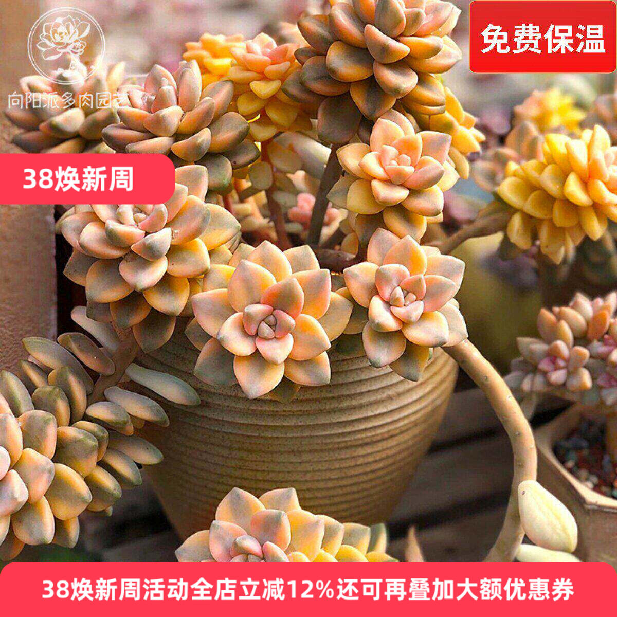 美杏锦一物一拍多肉植物自然出锦绿植花卉窗台阳台向阳派园艺