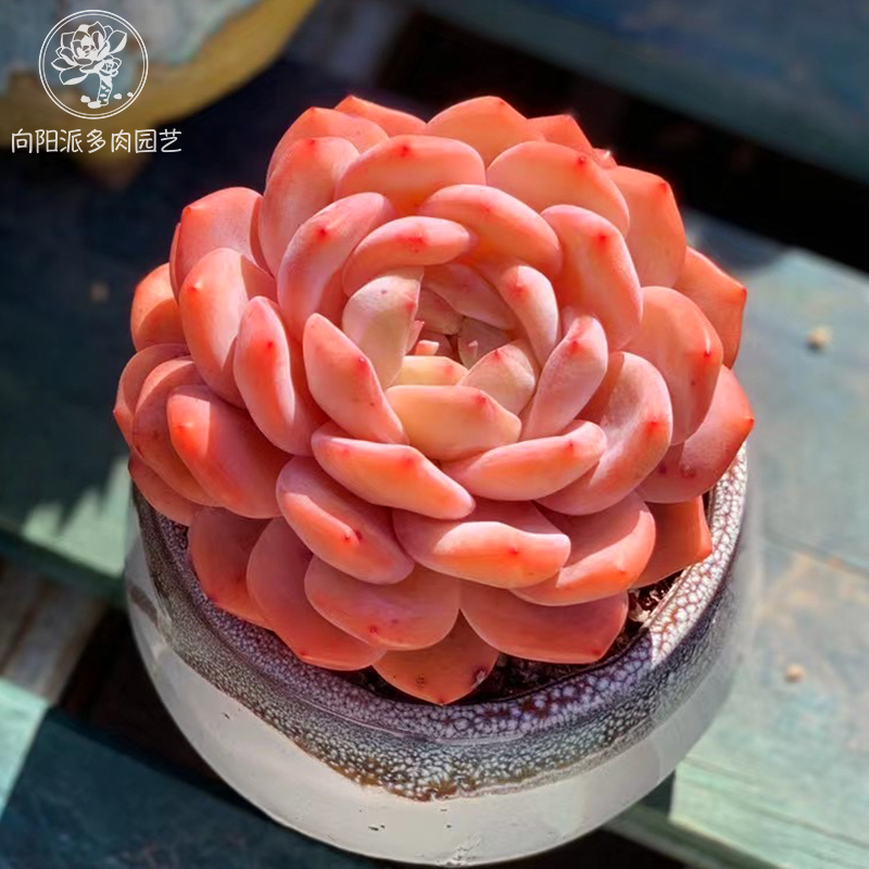 云南精品橙梦露雪天使冰魄带盆栽好新手好养多肉植物多肉一物一拍