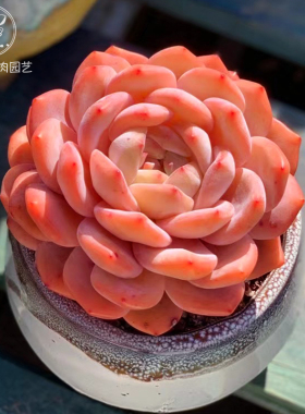 云南精品橙梦露雪天使冰魄带盆栽好新手好养多肉植物多肉一物一拍