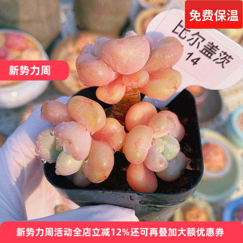 比尔盖茨贝伊多肉植物一物一拍